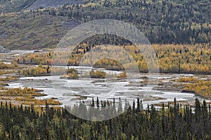 Golden Autumn Scenery in Alaska