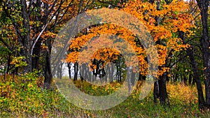 Golden Autumn in a small forest outside the city