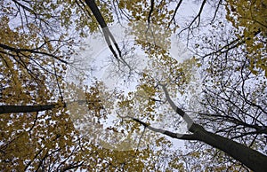 Golden Autumn: Sunlit Tree Branch in Clear Sky