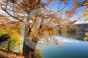 Golden autumn tree on Lake Bled, Slovenia