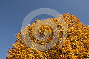 Golden autumn tree leaves blue sky background, sunny autumn day
