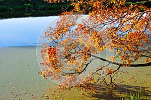 Golden autumn tree by the river