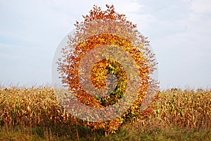 A tree sheltered by gold among the fields.