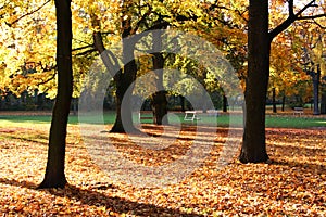 Golden autumn trees