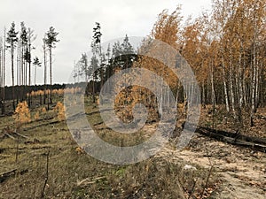 Golden Autumn Trees in Irpin - KYIV - UKRAINE