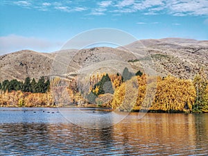 Golden autumn trees and mountains reflecting in the waters of the Wairepo Arm Lake on the South Island of New Zealand