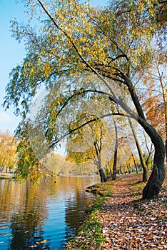 Golden autumn trees. Path in fallen leaves near the canal in sunny weather.