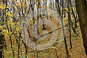 Golden autumn trees yellowing forest