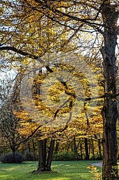 Golden autumn view in famous Munich relax place - Englischer Garten. Munich, Bavaria, Germany photo