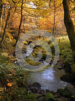 Golden autumn woodland with autumn forest trees with a stream