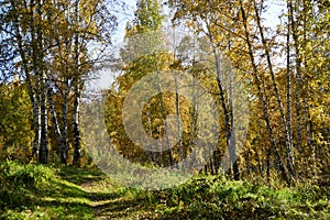 Golden autumn in the woods. Path in the forest. Yellow foliage on the trees.