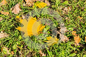 Golden autumn. Yellow maple leaf on green grass. Falling leaves in the Park