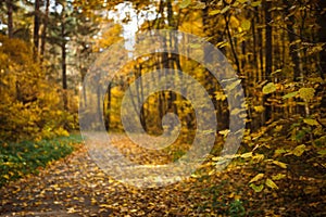 Golden autumn, yellow trees in sunlight, leaves underfoot.