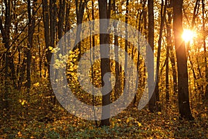 Golden autumn, yellow trees in sunlight, leaves underfoot.