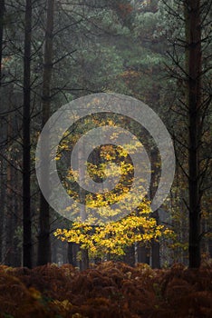 Golden autumnal fall tree and leaf colours at Birches Valley, Cannock Chase in Staffordshire