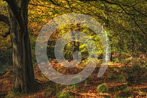 Golden autumnal fall tree and leaf colours at Birches Valley, Cannock Chase in Staffordshire