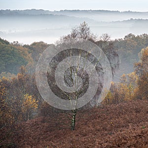 Golden autumnal fall tree and leaf colours at the Downs Banks, Barlaston in Staffordshire