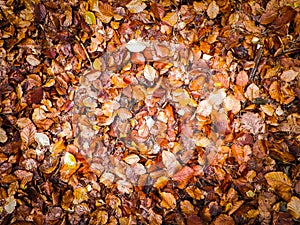 Golden autumnal leaves as nature background