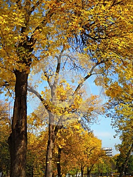 Golden autumnal leaves shredding in local park