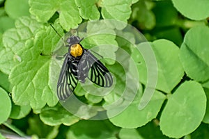 Golden Backed Snipe Fly in Lawn