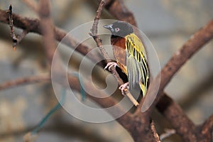 Golden-backed weaver