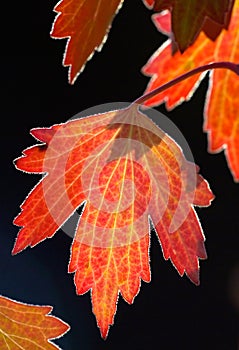 Golden backlit fall leaf photo