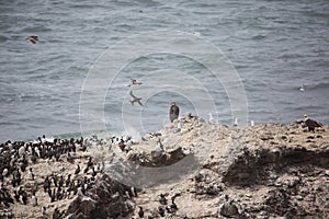 Golden and bald eagle with seabirds