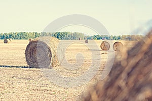 A golden bale of hay in a beautiful field.