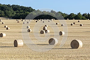 Bale of straw after harvest at the field