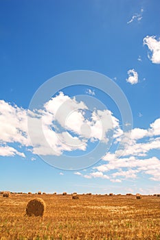 Golden bales of hay on the lands photo