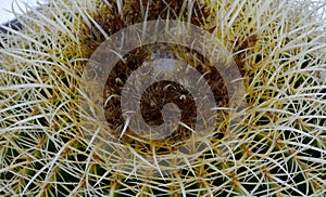 The Golden ball or barrel cactus