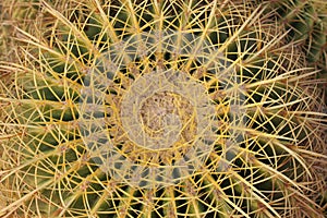 Golden Ball Cactus.