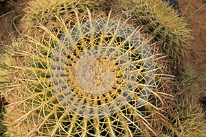 Golden Ball Cactus.