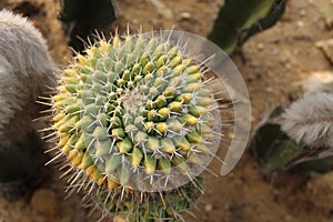 Golden Ball Cactus.