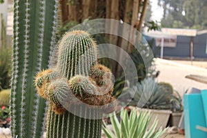 Golden Ball Cactus.