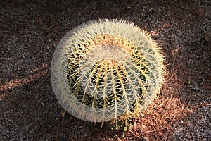 The Golden ball cactus