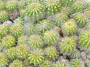 Golden ball cactus or Echinopsis cactus