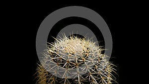 Golden ball cactus