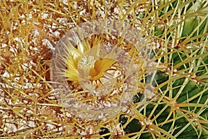 Golden ball, Echinocactus grusonii