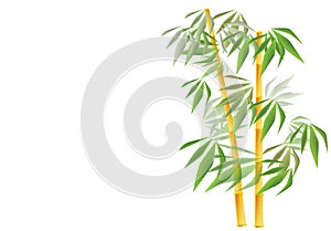 Golden bamboo