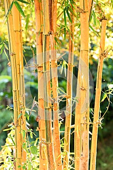 Golden bamboo