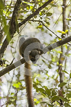 Golden Bamboo Lemur