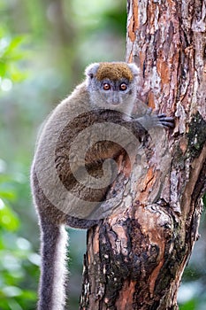 Golden bamboo lemur close up, Hapalemur aureus, Ranomafana national park, Madagascar