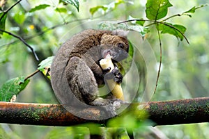 Golden bamboo lemur eating bamboo. Ranomafana National Park, Madagascar.