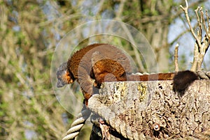Golden Bamboo Lemur - Hapalemur aureus
