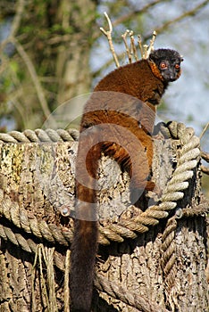 Golden Bamboo Lemur - Hapalemur aureus photo