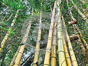 Golden bamboo plant or Bambusa vulgaris growing in a nature tourism park.