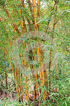 Golden bamboo stalks