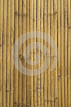Golden bamboo in Thailand