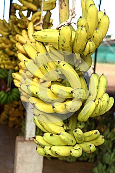 Golden banana bunch